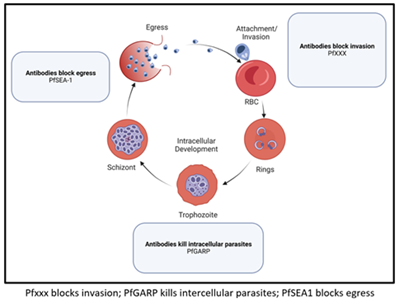 Image of Ocean Biomedical’s Malaria Program