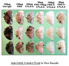 Image of Anti-CHi3L1+Anti-CTLA4 bispecific immunotherapy