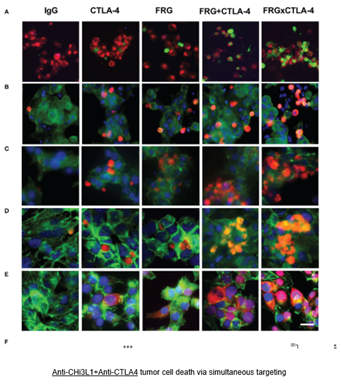 Image of Multiple Pathways, Multiple Cancers